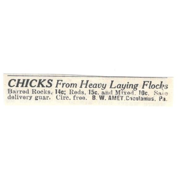B.W. Amey Chicks Cocolamus PA 1924 Ad AG3-S9 - Picture 2 of 2